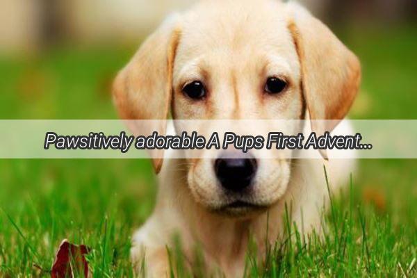 Pawsitively adorable A Pups First Adventure with Baby Toothbrushes